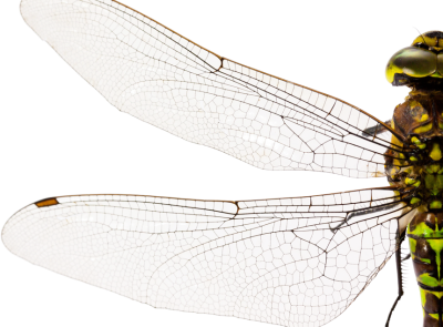 Bionik Topologieoptimierung - Entwicklung&Konstruktion